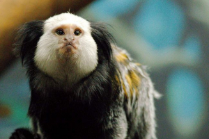 Тамарин джофрой: фото, відео, опис Тамарин джофрой: фото, відео, опис