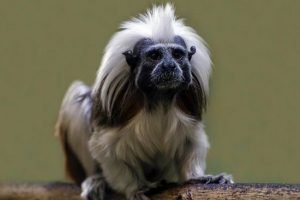 Тамарин Тамарин