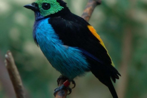 Танагра. Райський птах Танагра. Райський птах