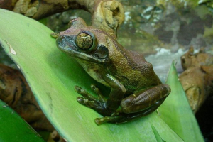 Танзанський ліс - велика африканська жаба Танзанський ліс - велика африканська жаба