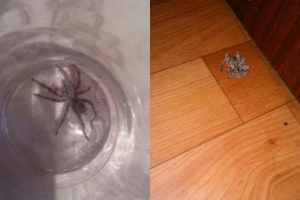 Тарантулас влаштував вторгнення в бурятію Тарантулас влаштував вторгнення в бурятію