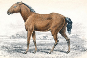 Тарпан Тарпан