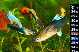 Температура води для акваріумної риби - що потрібно знати? Температура води для акваріумної риби - що потрібно знати?