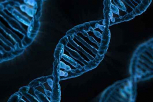 Теорія генонова: історія розвитку та швидка функція Теорія генонова: історія розвитку та швидка функція