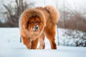 Тибетський мастиф Тибетський мастиф