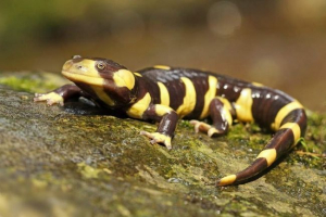Тигровий саламандр - широко поширений амфібіальний Тигровий саламандр - широко поширений амфібіальний