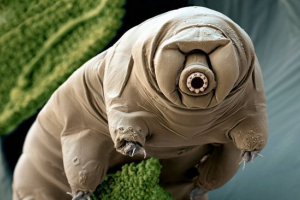 Спідниця Спідниця