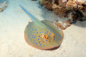 Taniura limma, або blue-spatted skat: опис Taniura limma, або blue-spatted skat: опис