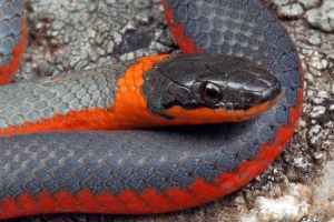 Точка комірна змія, все про рептилій Точка комірна змія, все про рептилій