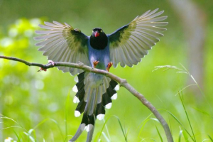 Fast-заморожений мальовничий сорок - гірська леді тайвань Fast-заморожений мальовничий сорок - гірська леді тайвань
