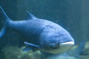 Толстолобік Толстолобік