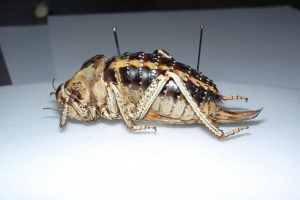 Багатоповерховий жир - вмираючий вигляд коників Багатоповерховий жир - вмираючий вигляд коників