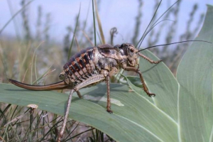 Повна паллас - міс Повна паллас - міс