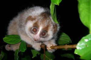 Тонка лаурі та його життєві особливості Тонка лаурі та його життєві особливості