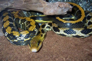 Тонкий альпіністський полоз Тонкий альпіністський полоз