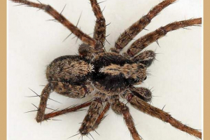 Таблиця spider wolf: повний опис тварин Таблиця spider wolf: повний опис тварин