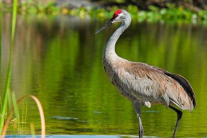 Топ-10 фактів про крани Топ-10 фактів про крани