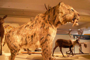 Топ-10 фактів про saber-зубчастий тигр з малюнками Топ-10 фактів про saber-зубчастий тигр з малюнками