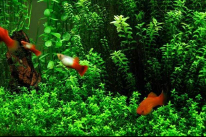 Топ-10 невибагливих акваріумів Топ-10 невибагливих акваріумів