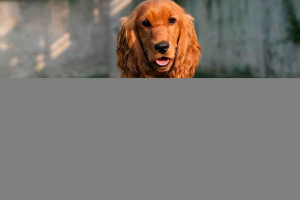 Топ-10 порід собак з довгими вухами Топ-10 порід собак з довгими вухами