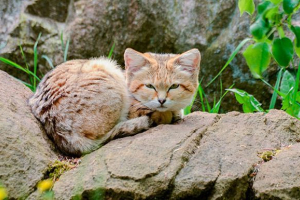 Топ-10 рідкісних і незвичайних видів диких кішок Топ-10 рідкісних і незвичайних видів диких кішок