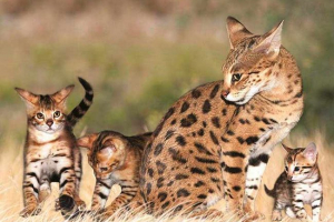 Топ-10 найдорожчих котячих порід у світі Топ-10 найдорожчих котячих порід у світі