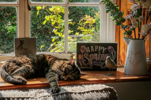 Топ-10 найяскравіших смугастих представників кольорів Топ-10 найяскравіших смугастих представників кольорів