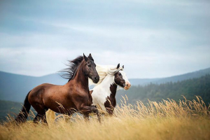 Топ-10 найкрасивіших порід коней Топ-10 найкрасивіших порід коней