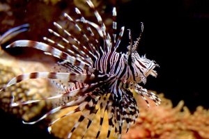 Топ-10 найнебезпечніших і отруйних мешканців морів та океанів Топ-10 найнебезпечніших і отруйних мешканців морів та океанів