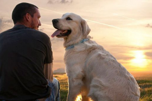 10 Найкращих порід собак 10 Найкращих порід собак