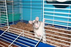 Топ-15 цікавих фактів про щурів Топ-15 цікавих фактів про щурів