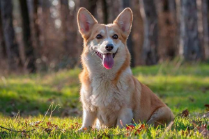 Топ-15 найпопулярніших собак порід у світі Топ-15 найпопулярніших собак порід у світі