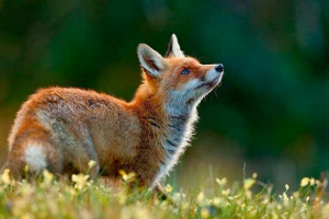 Топ-20 фактів про лисиць Топ-20 фактів про лисиць