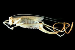 Топ 5 паразитів, які перетворюють комах і тварин у зомбі Топ 5 паразитів, які перетворюють комах і тварин у зомбі