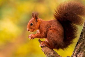 Топ-50 фактів про білки Топ-50 фактів про білки