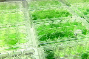 Паливо з водоростей Паливо з водоростей