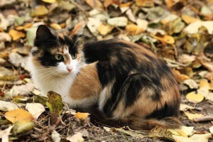 Триколірна кішка. Опис, особливості, знаки та порід триколірних кішок Триколірна кішка. Опис, особливості, знаки та порід триколірних кішок