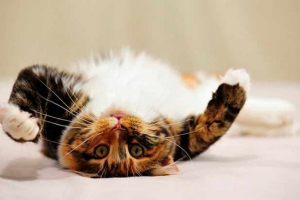 Триколірні кішки - топ-5 порід Триколірні кішки - топ-5 порід