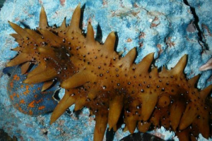 Трепет Трепет