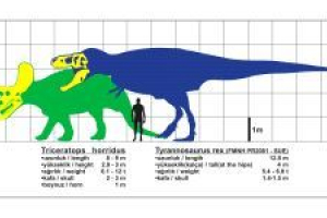 Трицератопи - один з найвідоміших динозаврів Трицератопи - один з найвідоміших динозаврів