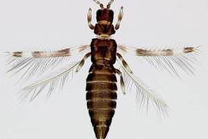 Поїздки - стародавні предки помилок Поїздки - стародавні предки помилок