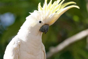 Triton не є амфібій, але папуга Triton не є амфібій, але папуга