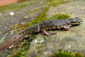 Triton звичайним Triton звичайним