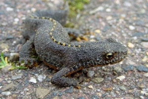 Тритони. Типи, вміст тритонів вдома Тритони. Типи, вміст тритонів вдома