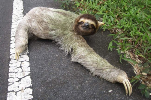 Три сліпих стропи Три сліпих стропи