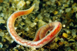 Трубка Трубка