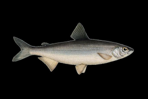 Тугун Тугун