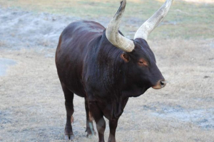 Екскурсія - зруйнований предк європейської худоби Екскурсія - зруйнований предк європейської худоби