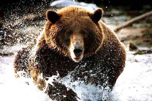 Турецька натураліст вистрілив відео спільного плавання з ведмедям Турецька натураліст вистрілив відео спільного плавання з ведмедям