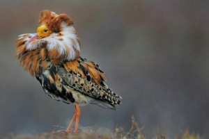 Турухтан - птах з яскравим коміром Турухтан - птах з яскравим коміром